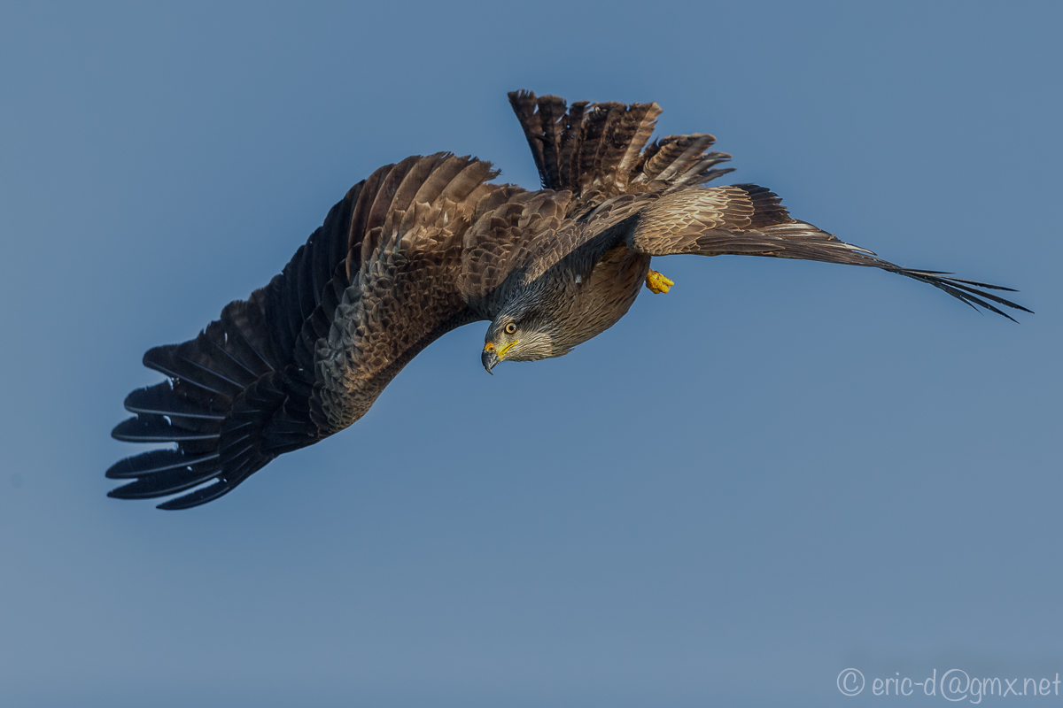 Black Kite  - Luftakrobat