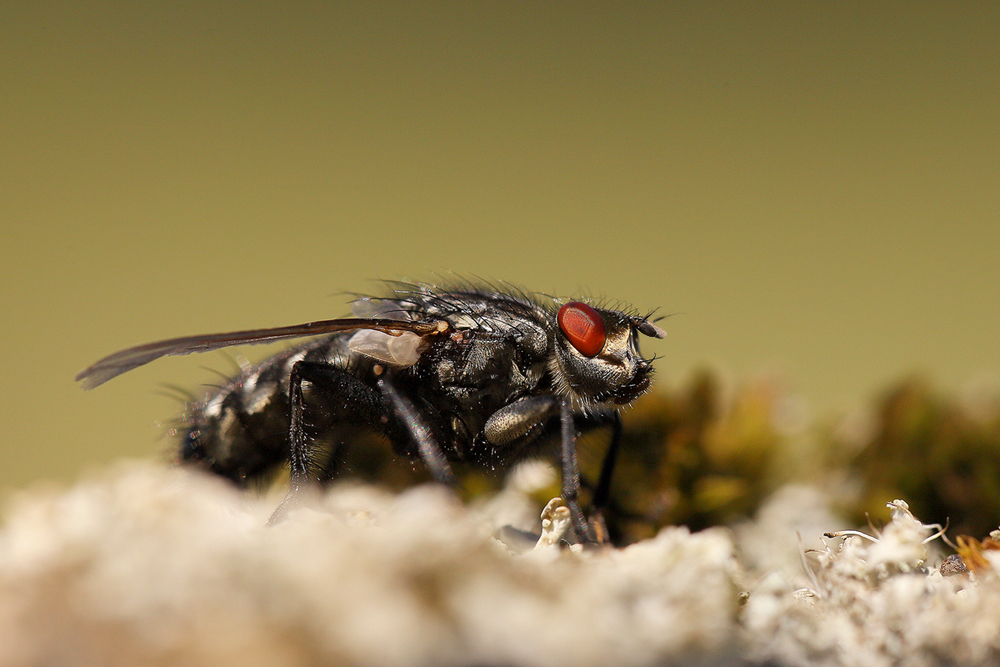 Graue Fleischfliege