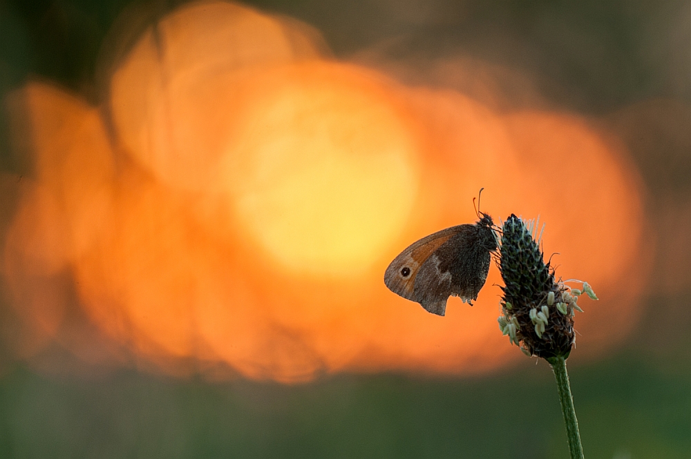 kleiner Heufalter? im Abendrot