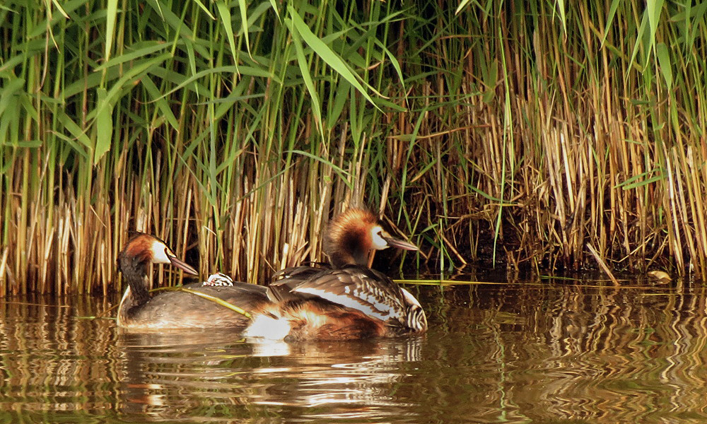 Familie Haubentaucher