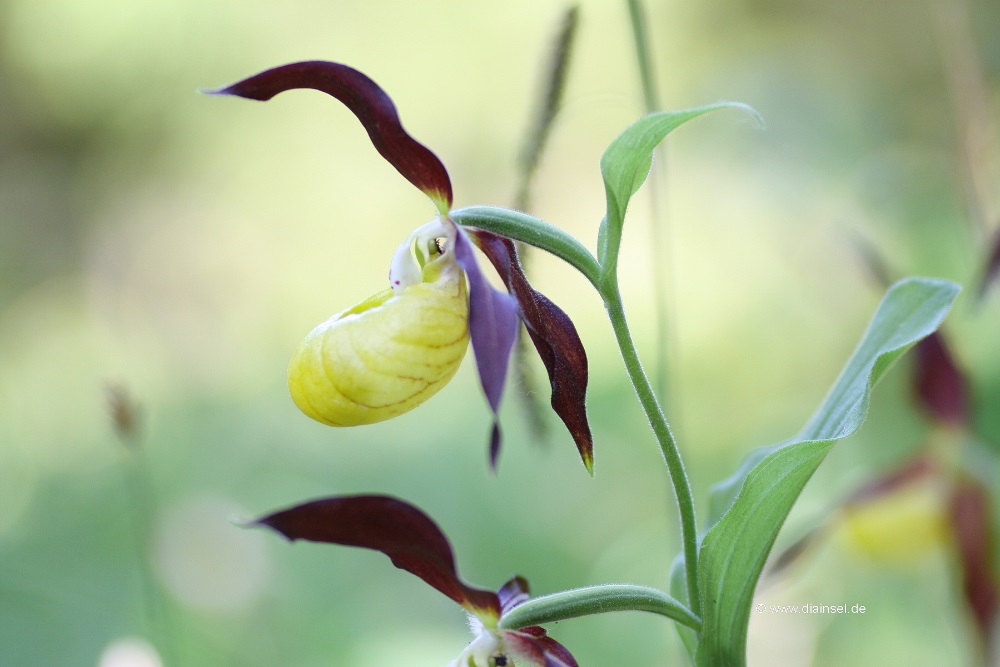 Gelb-Frauenschuh (Cypripedium calceolus),