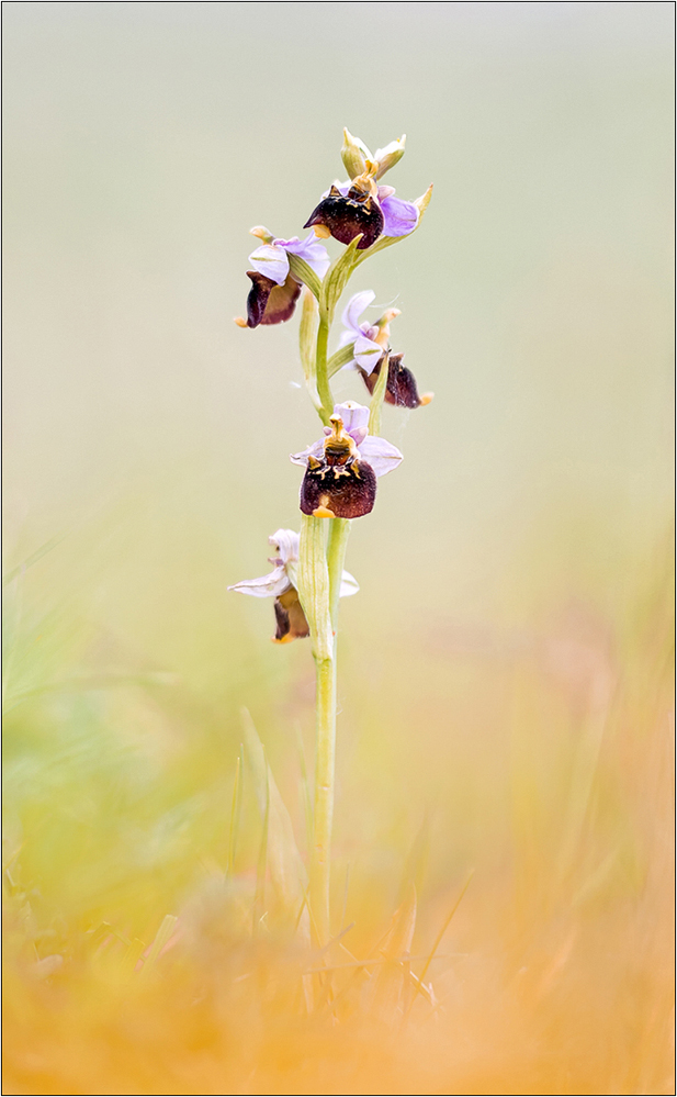 "Ophrys holoserica"