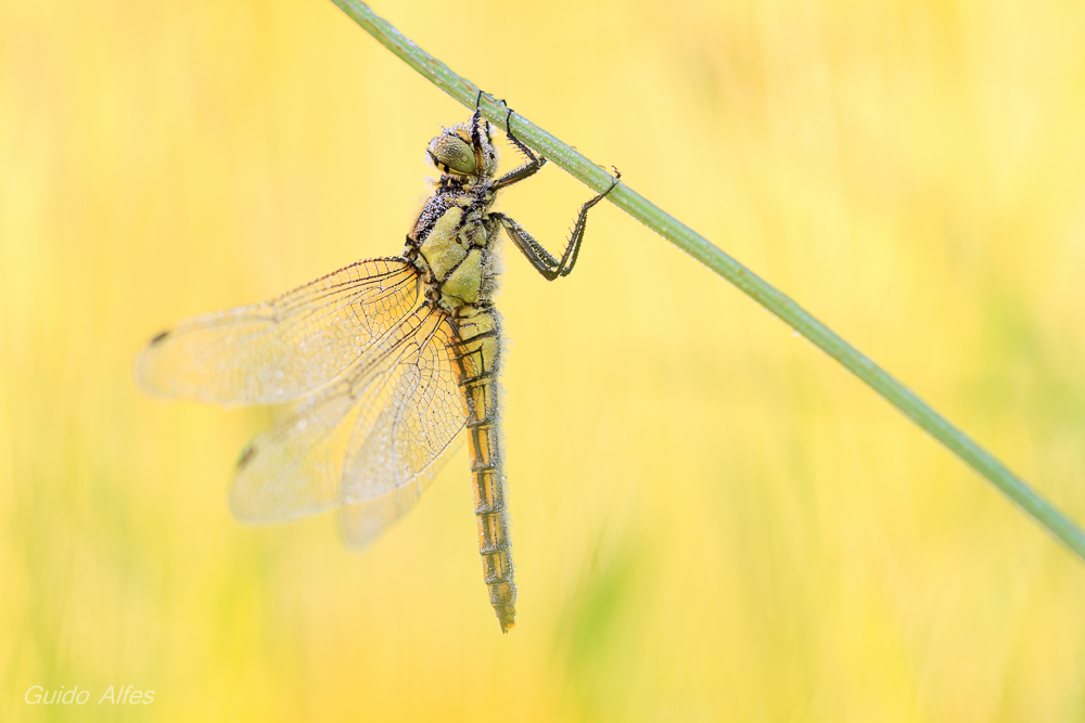 In den Tiefen der Wiese