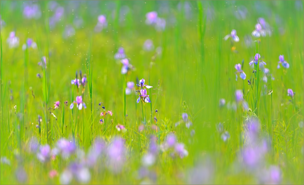- Lilien-Paradies -