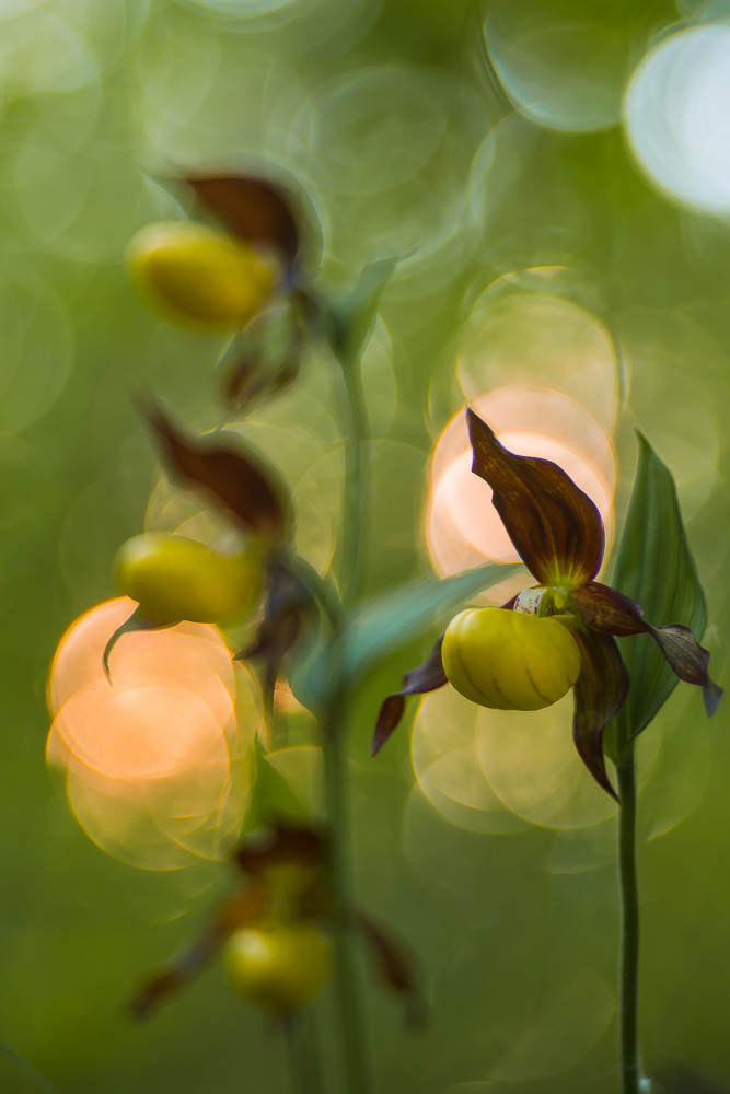 Cypripedium calceolus II