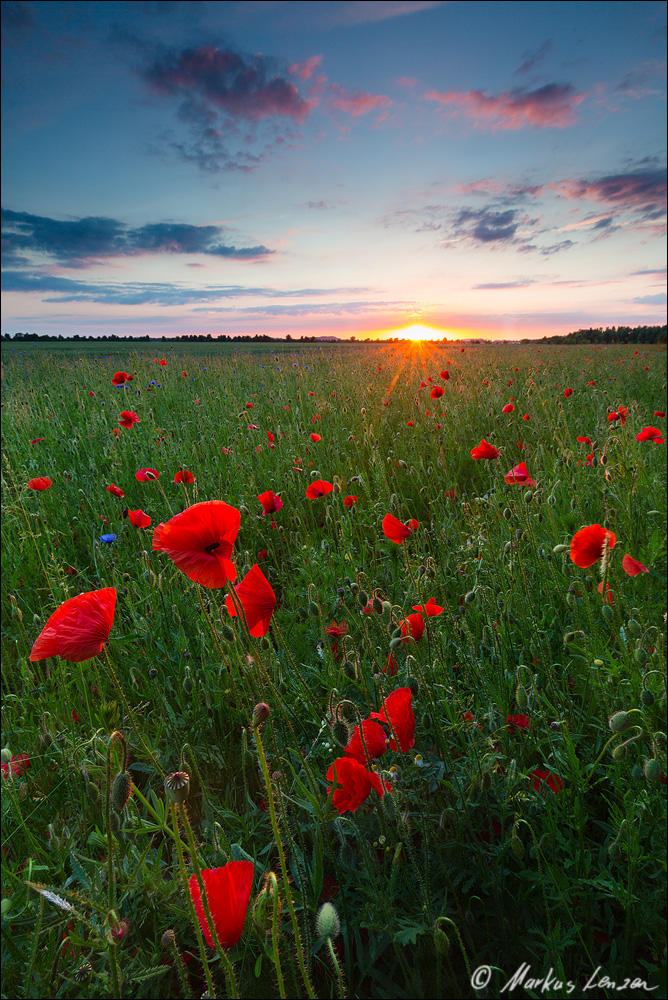 Klatschmohn bei Sonnenuntergang