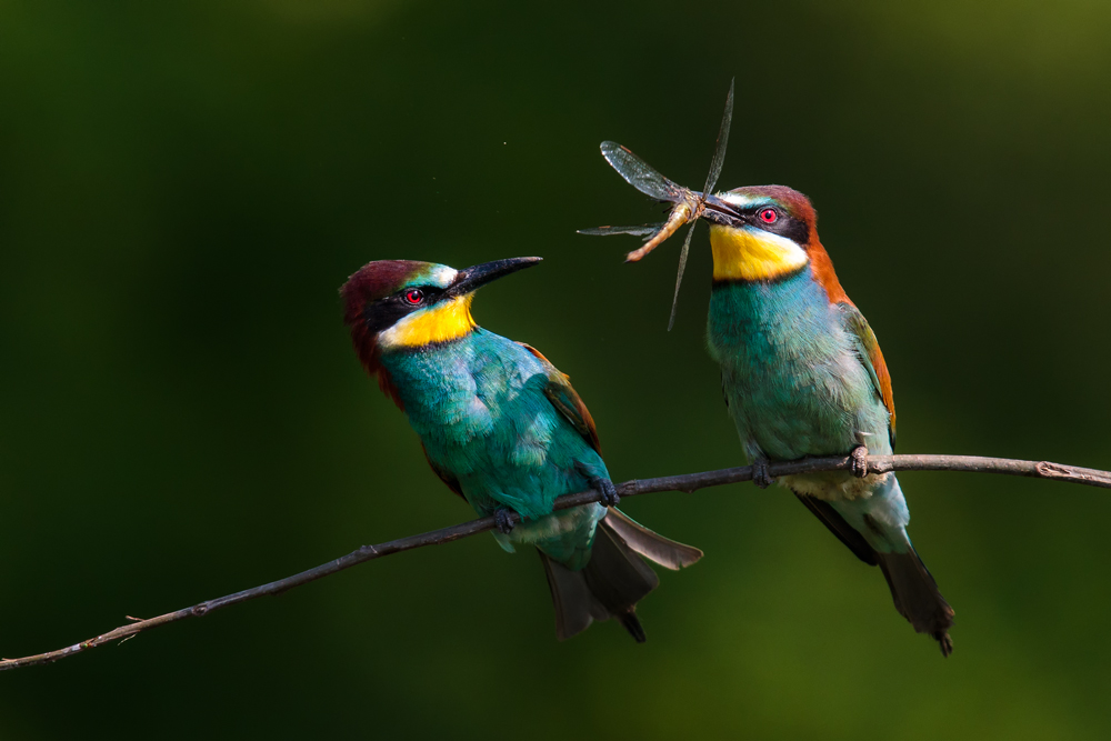 Bienenfresser (Merops apiaster)