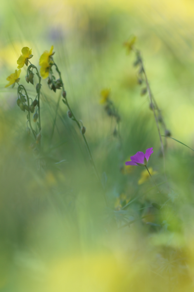 Tief unten in der Wiese