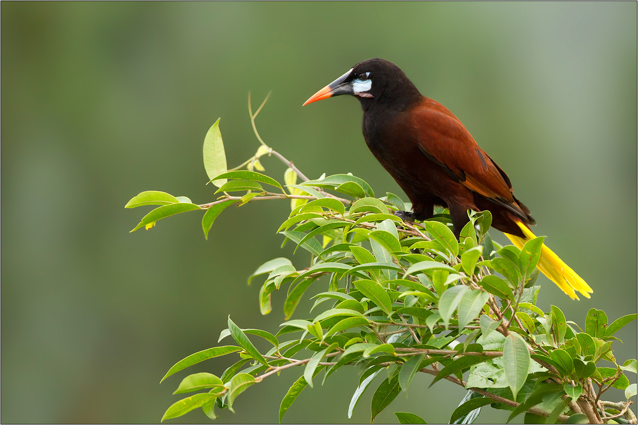 Montezumastirnvogel