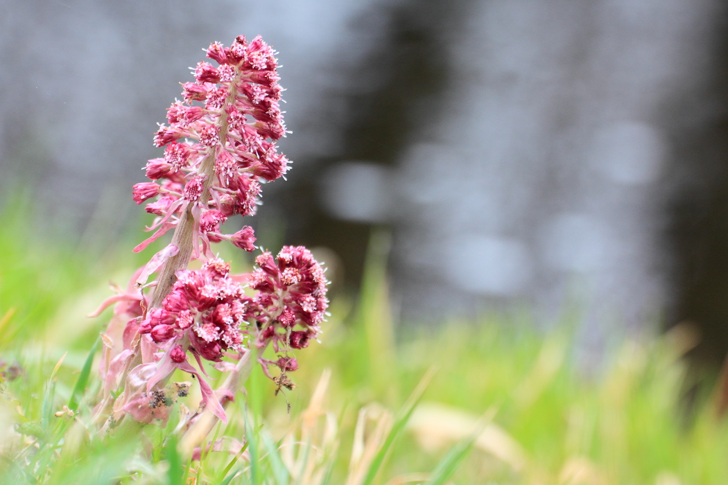 Pestwurzblüte