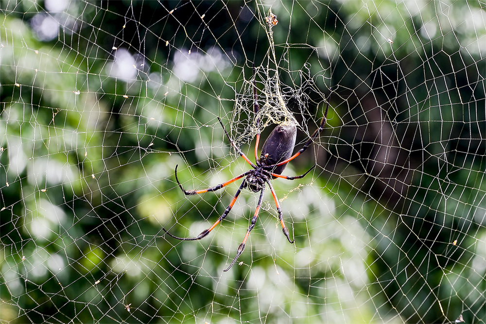 Seidenspinne mit Jungtier auf dem Rücken