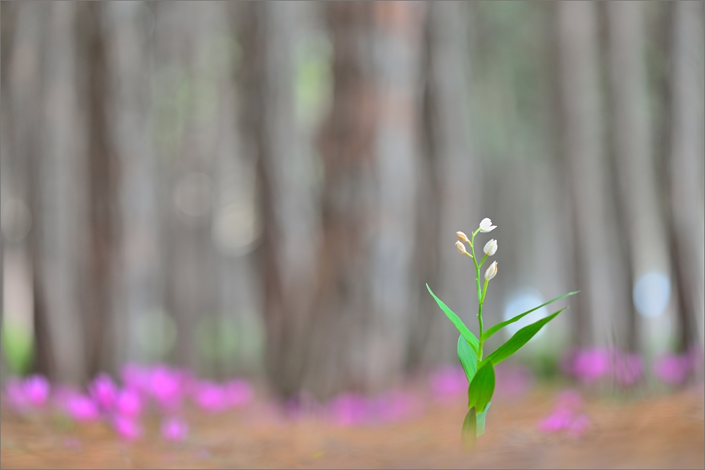 - Frühling im Pinienwald -