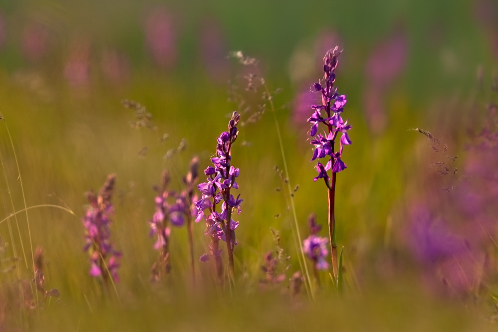 Orchideenwiese
