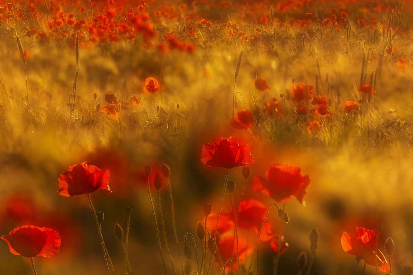 Gerstenfeld mit Klatschmohn