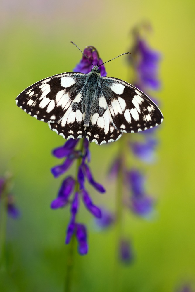 Schachbrett-Falter (Melanargia galathea)