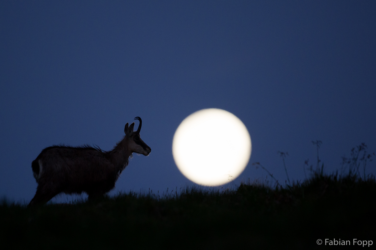 Gämse vor dem Vollmond