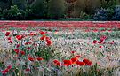 Gerstenfeld mit Klatschmohn 2