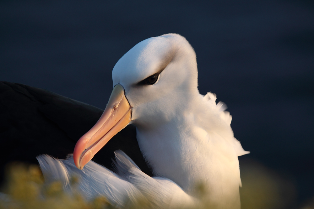 der einsamste Dauergast auf Helgoland