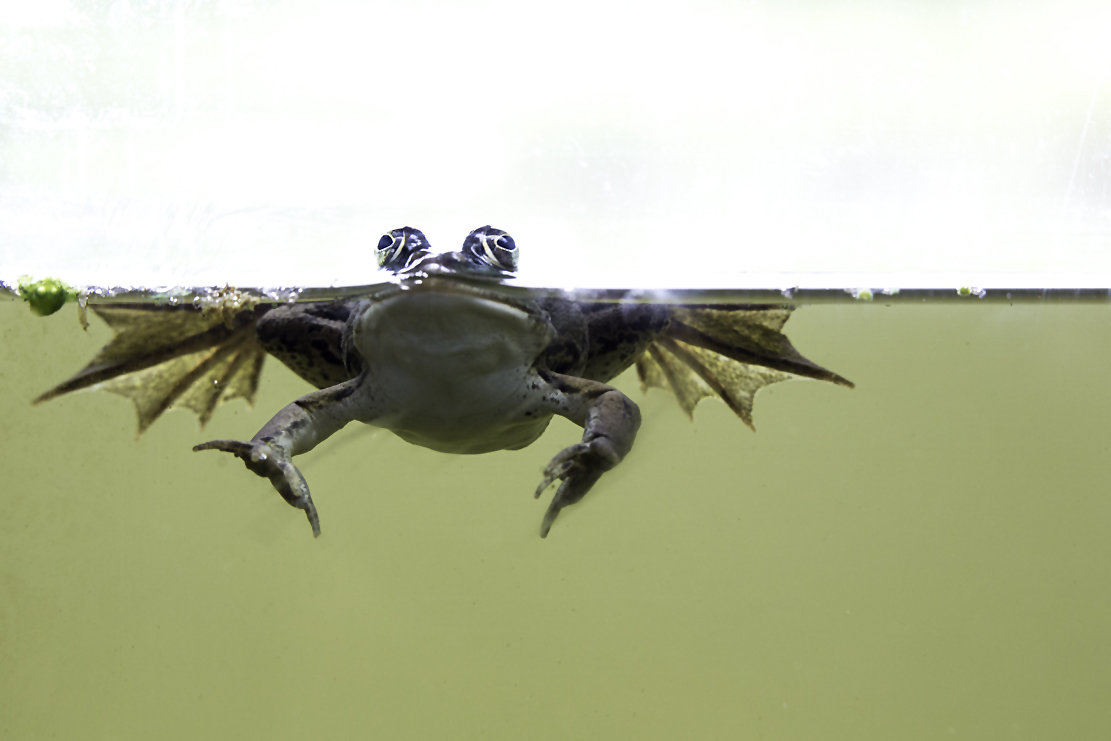 Froschperspektive