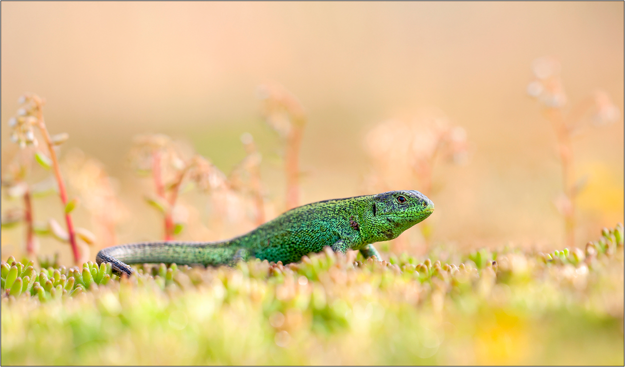 "Lacerta agilis"