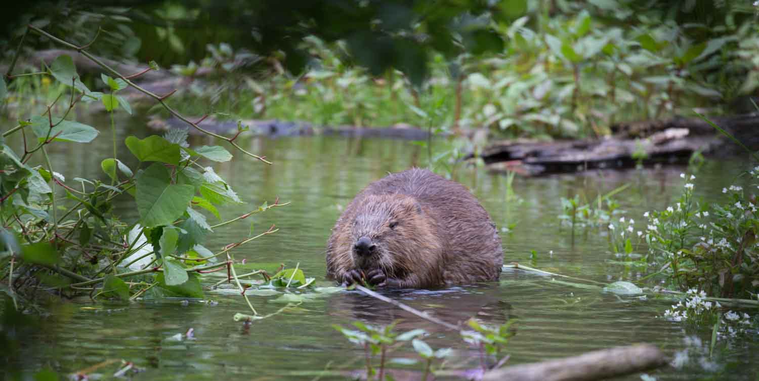 Es ist wirklich ein Biber und KEIN NUTRIA