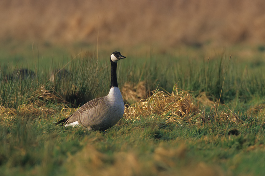 Kanadagans (Branta canadensis)