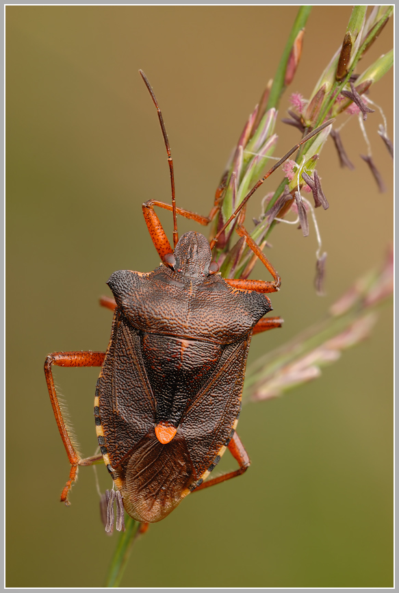 Rotbeinige Baumwanze (Pentatoma rufipes)