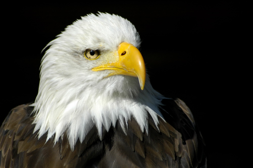 Seeadler