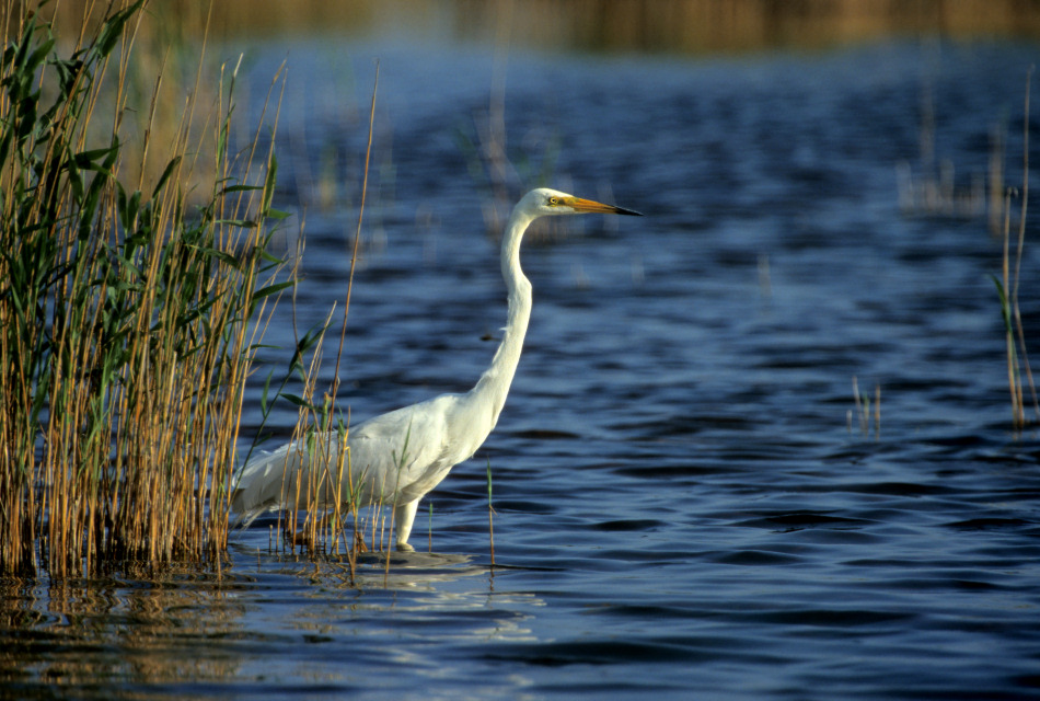 Silberreiher