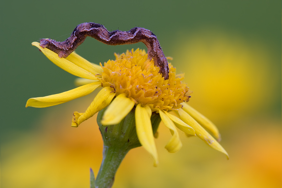 Kleine Raupe Nimmersatt
