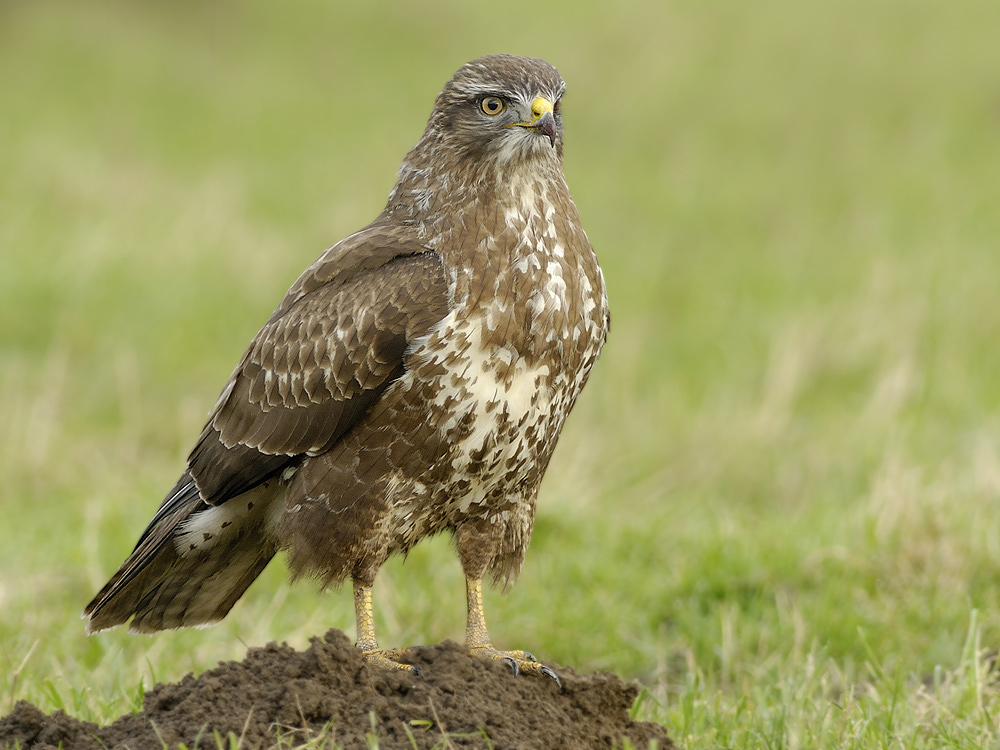 Mäusebussard (Buteo buteo)