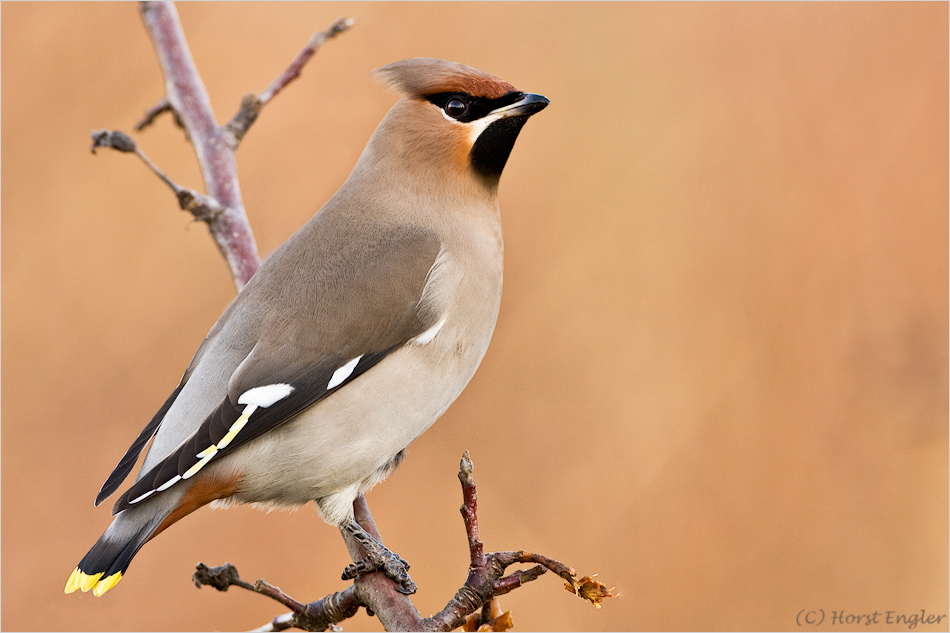 Bombycilla garrulus