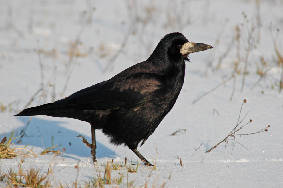 Saatkrähe im Schnee