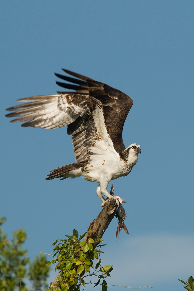 Fischadler (Pandion heliaetus)