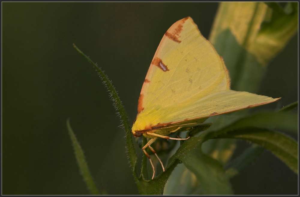 Gelbspanner (Opistograptis luteolata)