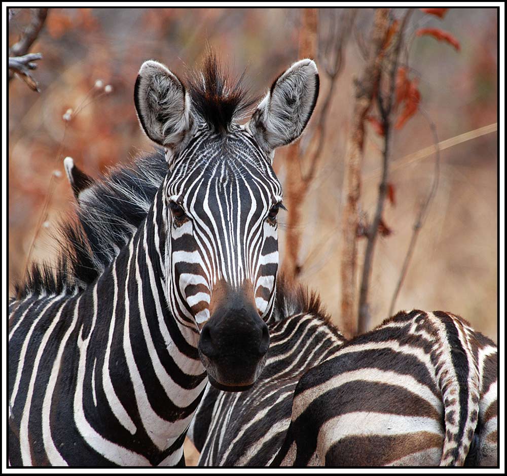 Zebras