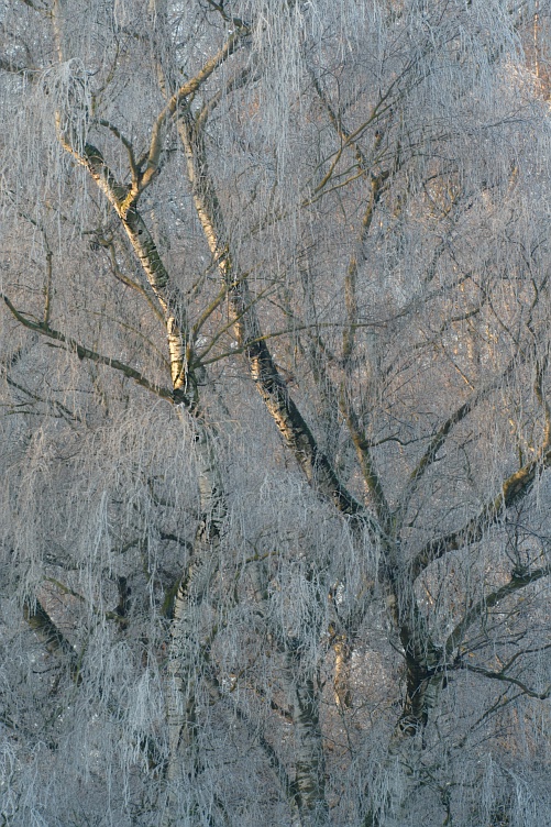 Birken mit Raureif