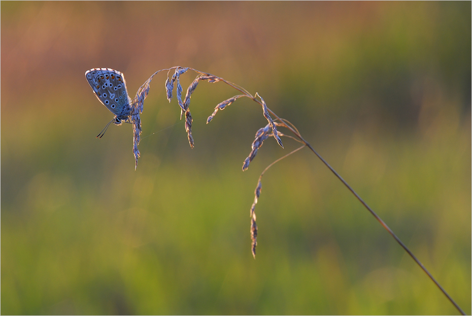 Ein Sommerabend