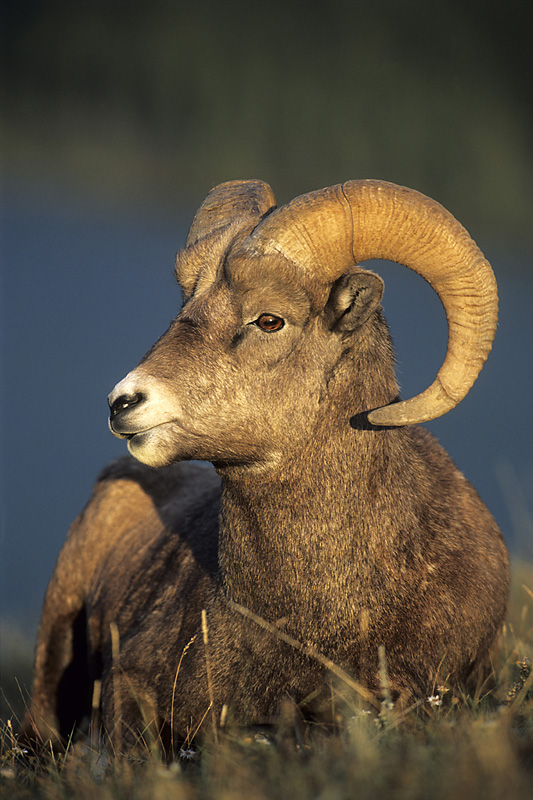 Portrait eines Dickhornschafwidder/ Bighorn Sheep ram