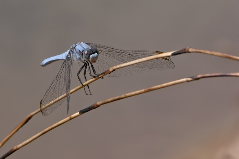 Südlicher Blaupfeil (Orthetrum brunneum)