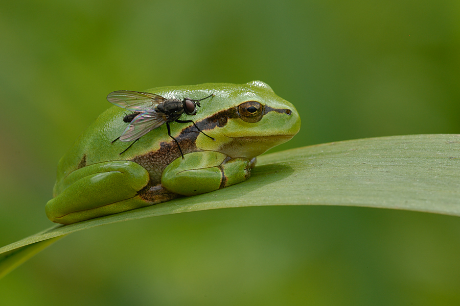 Laubfrosch - ... mach die Fliege! (1)