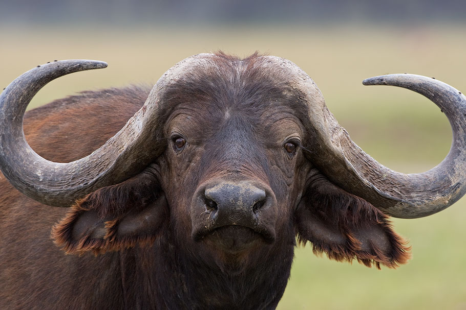 Kaffernbüffel (Syncerus caffer)