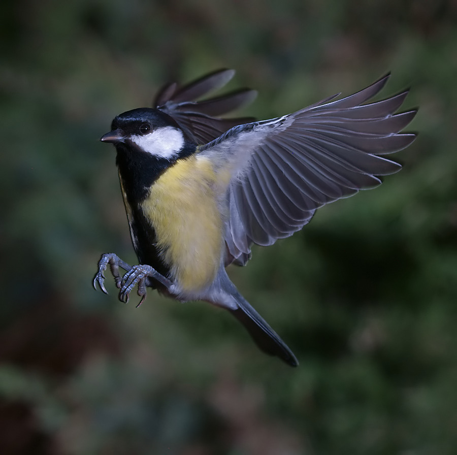 Anflug