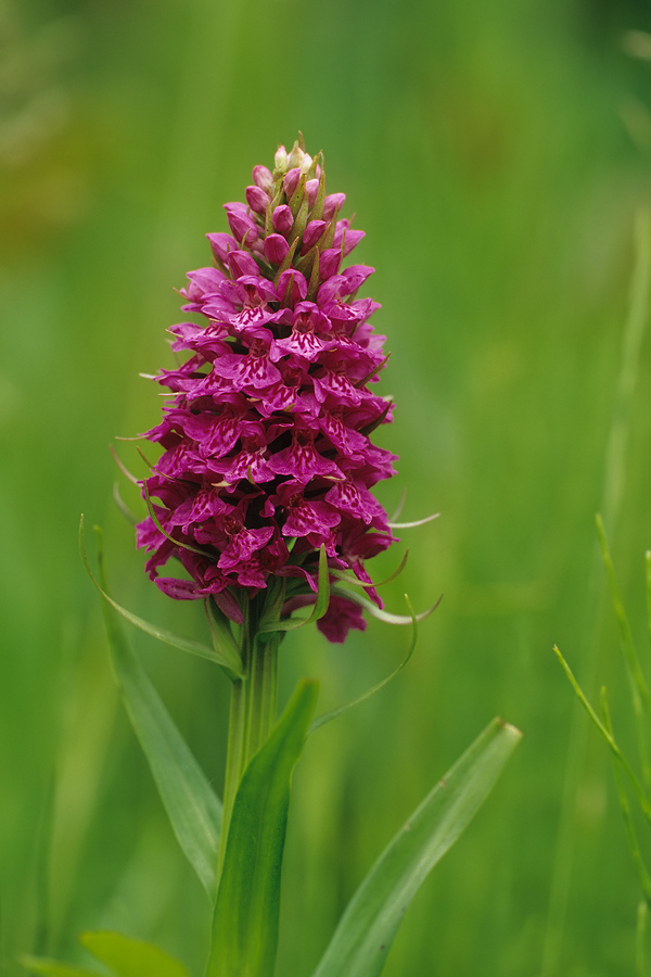 Breitblättriges Knabenkraut (Dactylorhiza majalis)