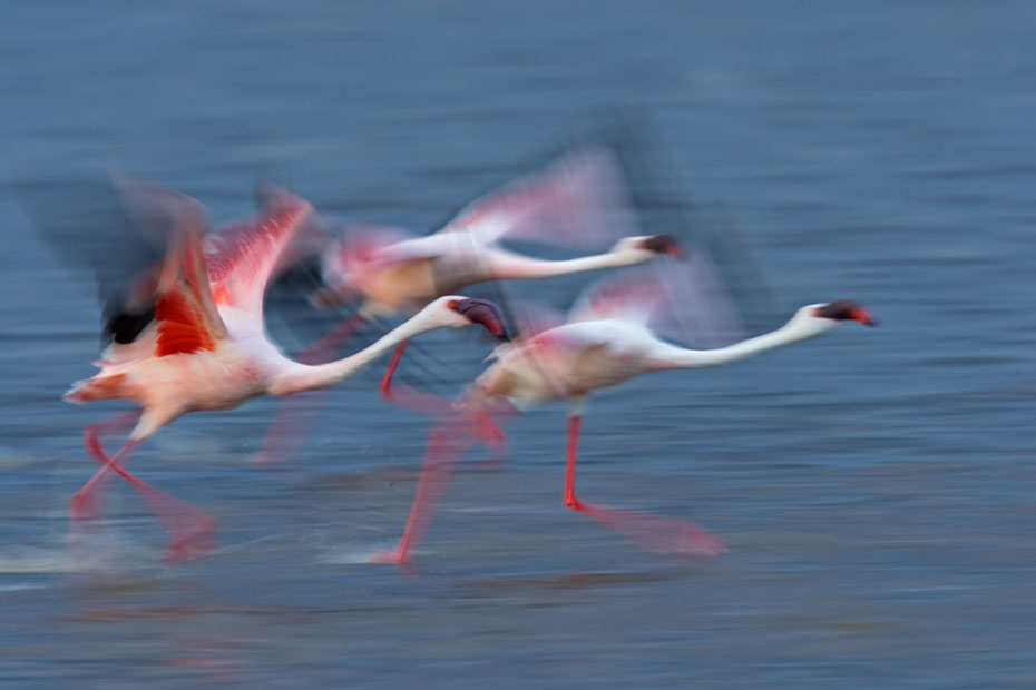 Startende Zwergflamingos