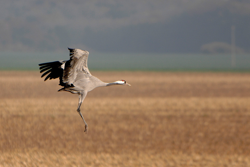 Kranich im Anflug