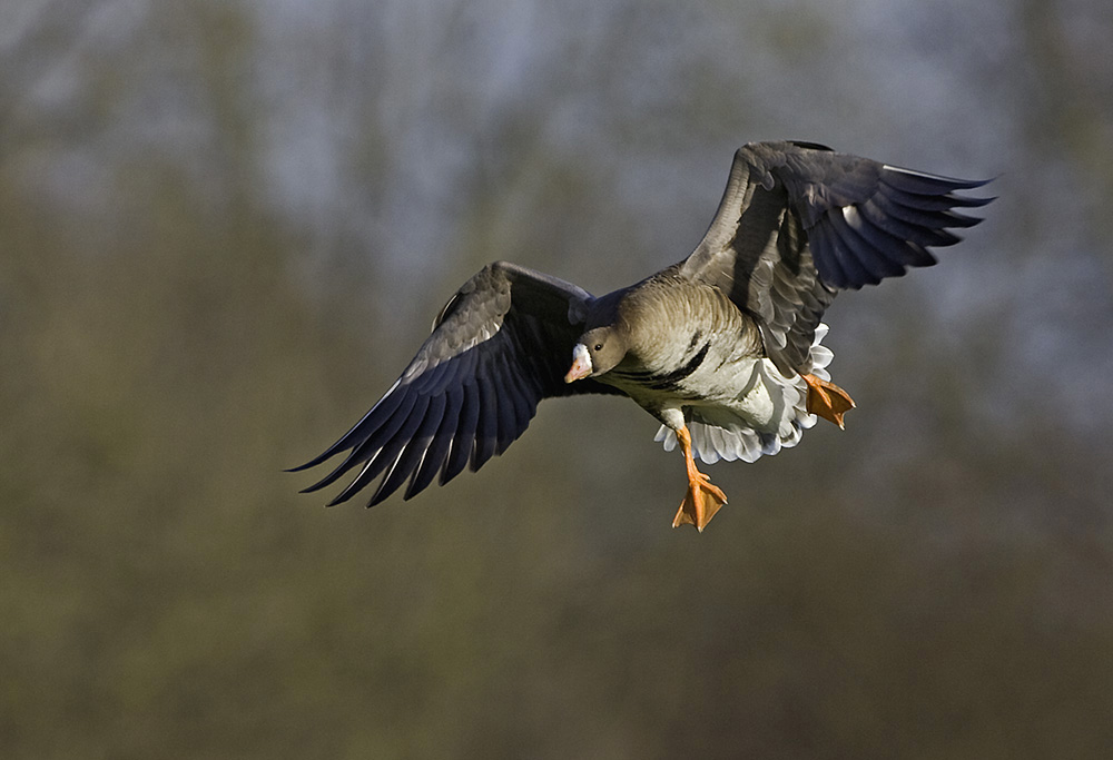 Blessgans im Landeanflug