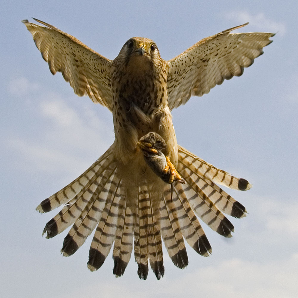 Turmfalke mit Maus