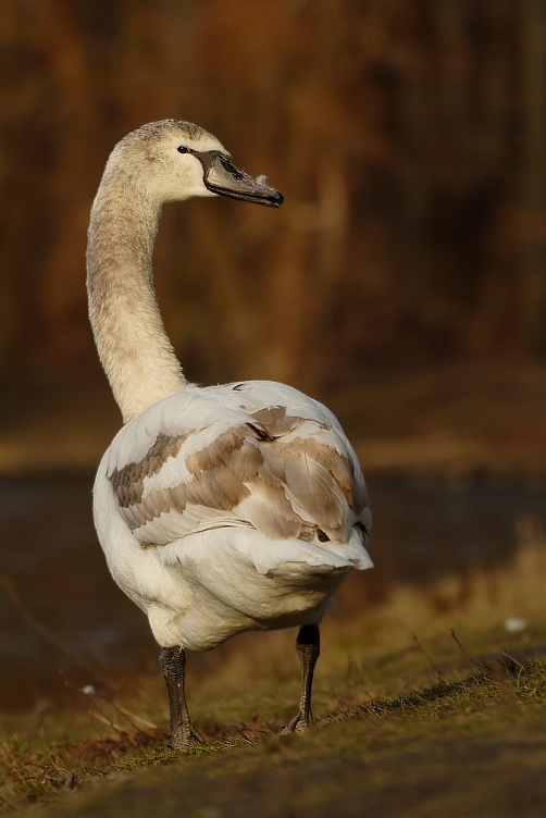 Schon wieder ein Schwan von mir... ;-)