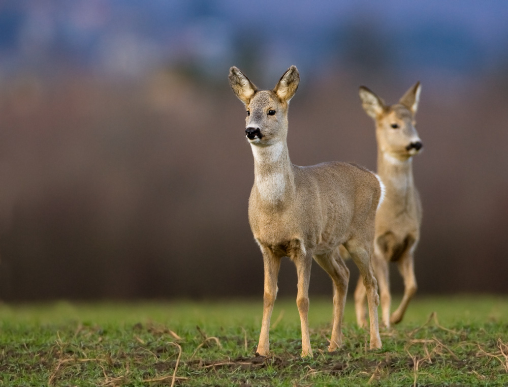 Rehe (Forum fÃ¼r Naturfotografen)